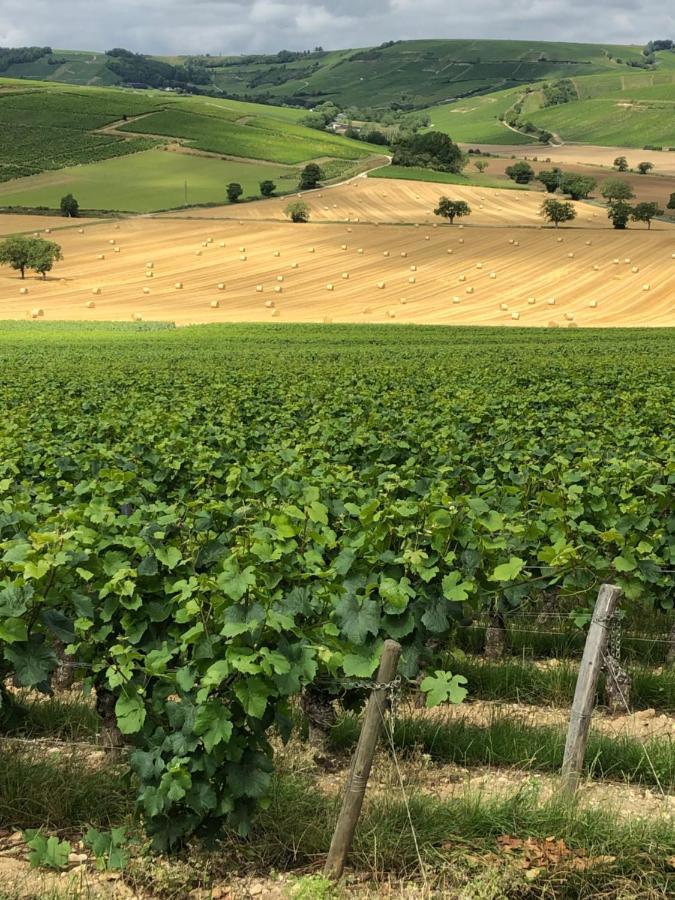 Sancerre Sunflower - Tournesol De Sancerre Zewnętrze zdjęcie